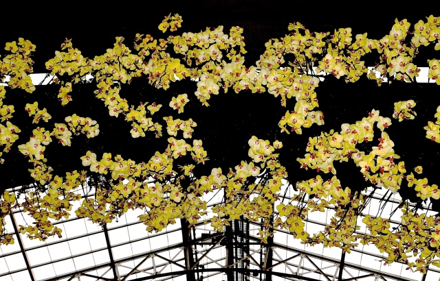 5. Part of a Thirteen-Foot-Tall Orchid Arch, Entrance to Exhibition Hall, Longwood Gardens, Nikon DSLR, February 2013; © Sally W. Donatello and Lens and Pens by Sally, 2013