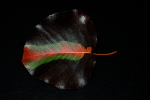 Autumn Leaf, Nikon DSLR, September 2010; © Sally W. Donatello and Lens and Pens by Sally, 2010