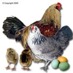 Ameraucana Chicken and Eggs, Google Images