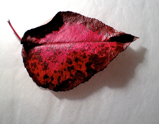 1. Leaf of Bradford Pear Tree, iPhone 4s, November 2013; © Sally W. Donatello and Lens and Pens by Sally, 2013 