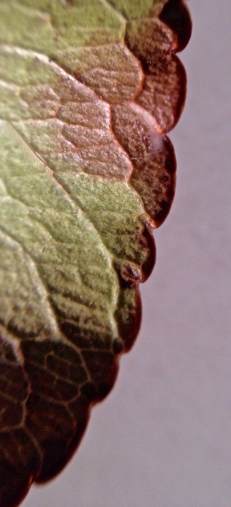 3. Leaf of Bradford Pear Tree, iPhone 4s, November 2013; © Sally W. Donatello and Lens and Pens by Sally, 2013
