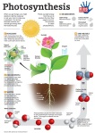 Photosynthesis, Google Images