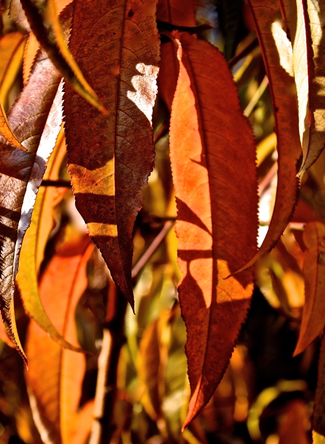 1. Golden Leaves of Autumn, Nikon DSLR, October 2013; © Sally W. Donatello and Lens and Pens by Sally, 2013