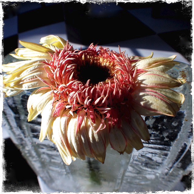 3. Drying Gerber Daisy, iPhone 4s, January 2014;© Sally W. Donatello and Lens and Pens by Sally, 2014