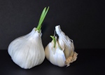 Garlic Bulbs, Nikon DSLR, 2012; © Sally W. Donatello and Lens and Pens by Sally, 2014