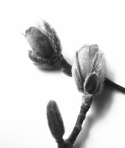 1. Budding Magnolia; Copyright © 2015 Sally W. Donatello All Rights Reserved/Lens and Pens by Sally