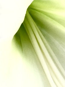2. White Lily, Lilium longiflorum 'White Heaven,' Longwood Gardens; Copyright © 2016 Sally W. Donatello All Rights Reserved