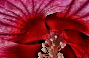 2. Rose-Mallow Hibiscus; Copyright © 2016 Sally W. Donatello All Rights Reserved