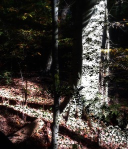 Forest Light Photomontage #2; Copyright © 2016 Sally W. Donatello All Rights Reserved